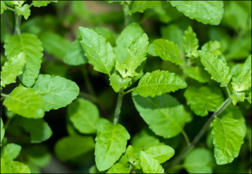 Tulsi Tulsi