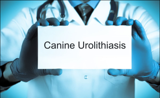 Urolithiasis Canines Canine Urolithiasis