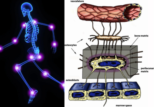 SThe Electric Skeleton