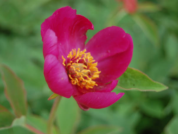 Udsaleev (Paeonia officinalis)
