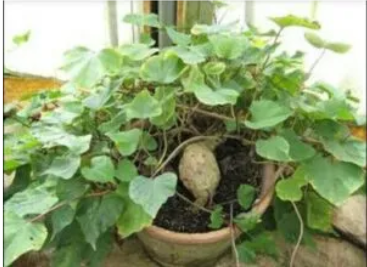 VIDARIKAND / INDIAN KUDZU / PUERARIA TUBEROSA